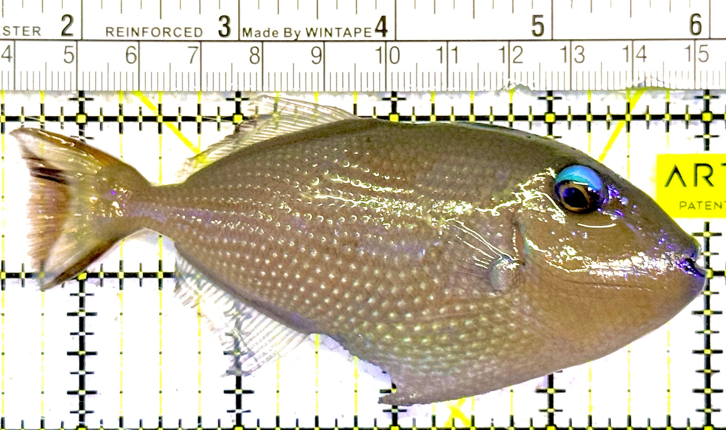 Female Blue Throat Triggerfish (Reefsafe)  FBTT022101 WYSIWYG Size: ML 4.5"approx
