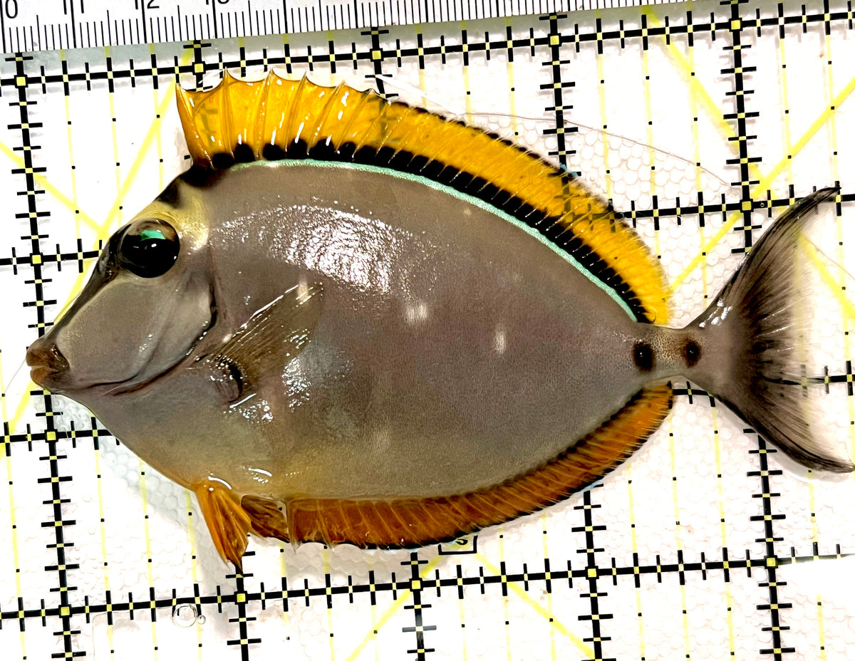 Blonde Naso Tang (Maldives Special Grade) BNT100401 WYSIWYG Size: M 4.5" approx