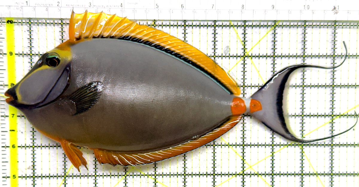 Blonde Naso Tang (Maldives Special Grade) BNT101803 WYSIWYG Size: XXXL/Show Male Streamers 11.75" approx