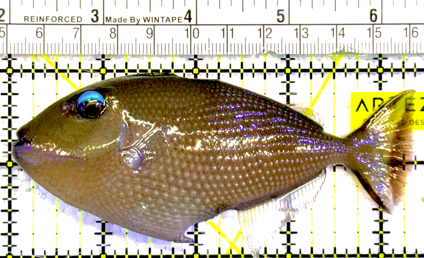 Female Blue Throat Triggerfish (Reefsafe)  FBTT022101 WYSIWYG Size: ML 4.5"approx