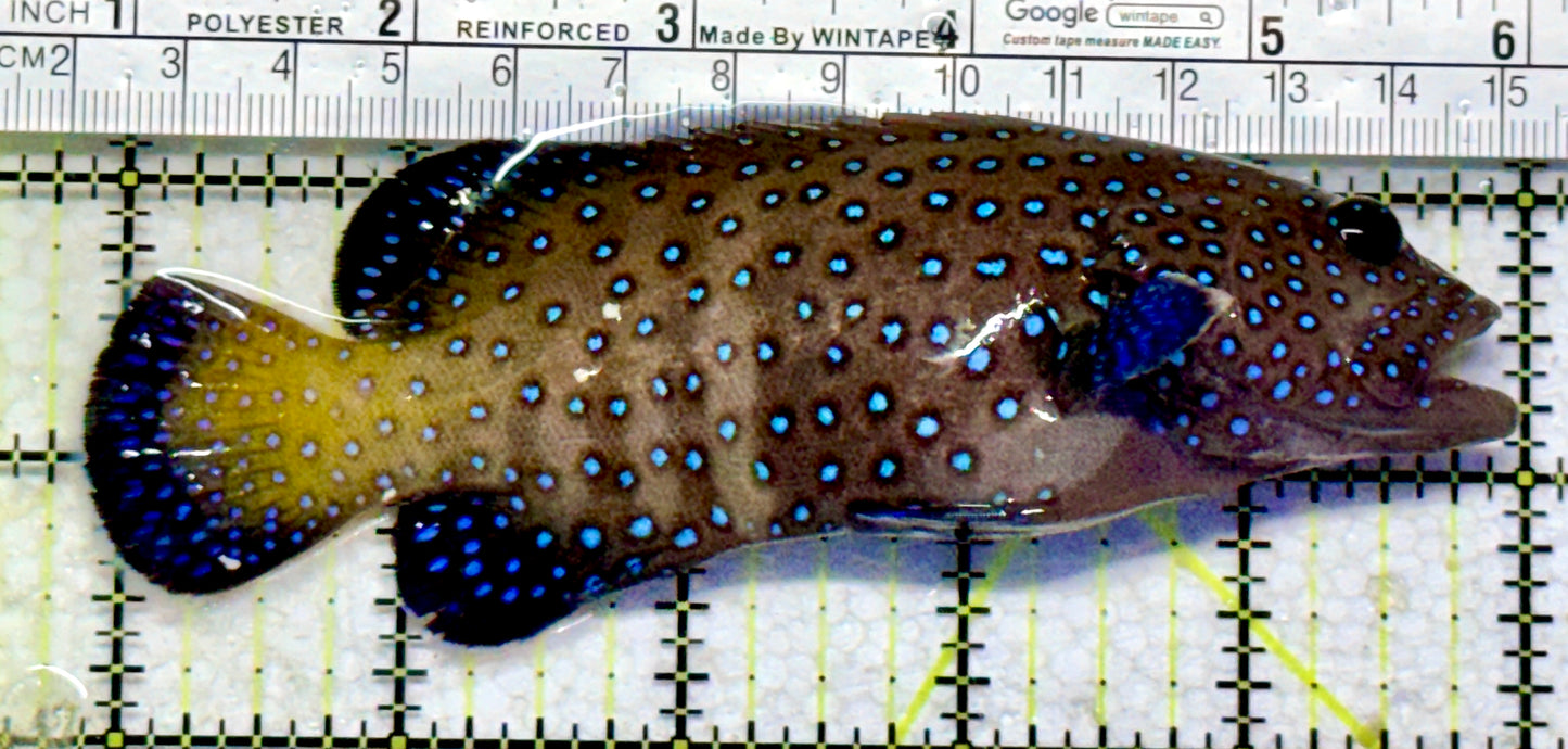 Argus Grouper AG102301 WYSIWYG Size: ML 5"