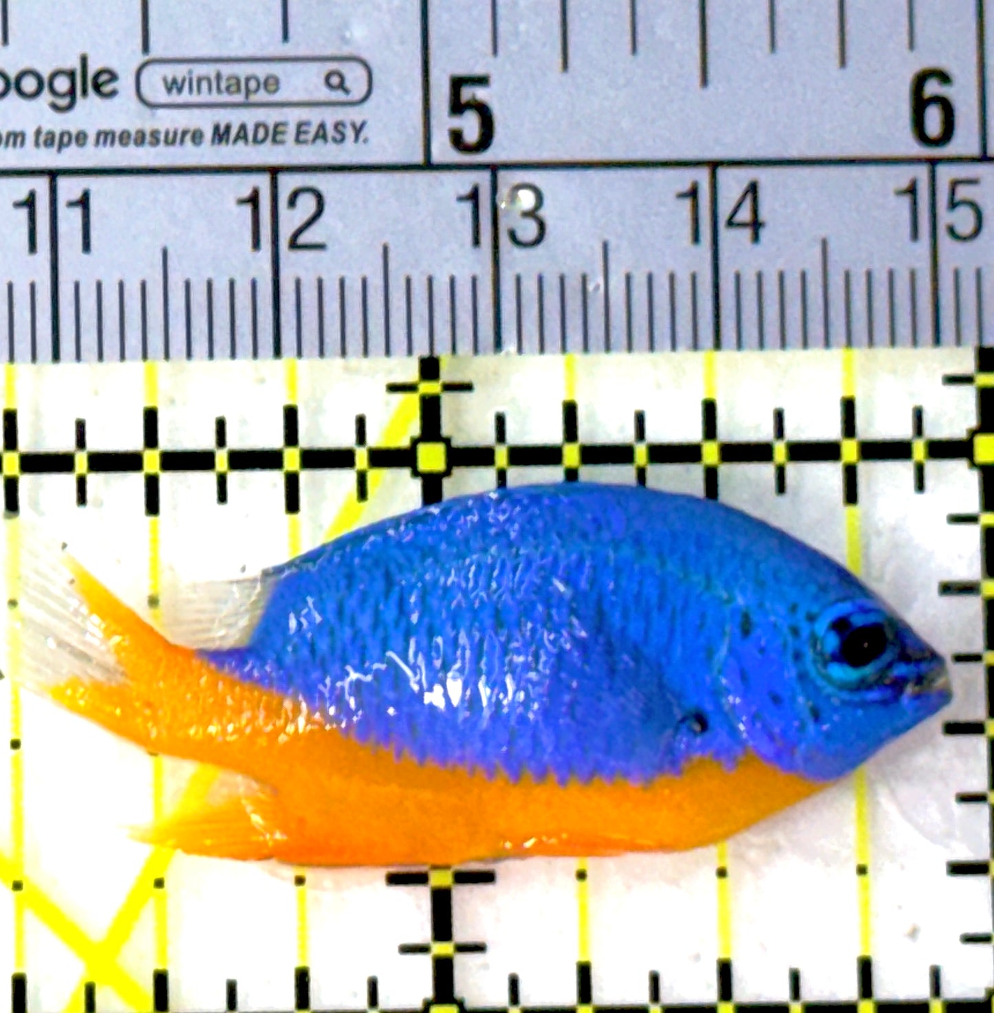 Kupang Azure Damselfish KAD111901 WYSIWYG Size: 1.75"