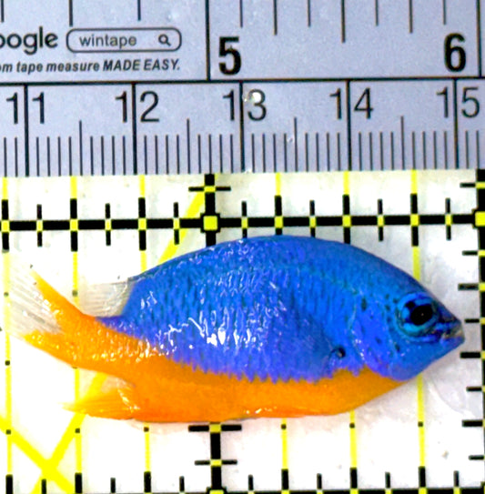 Kupang Azure Damselfish KAD111901 WYSIWYG Size: 1.75"