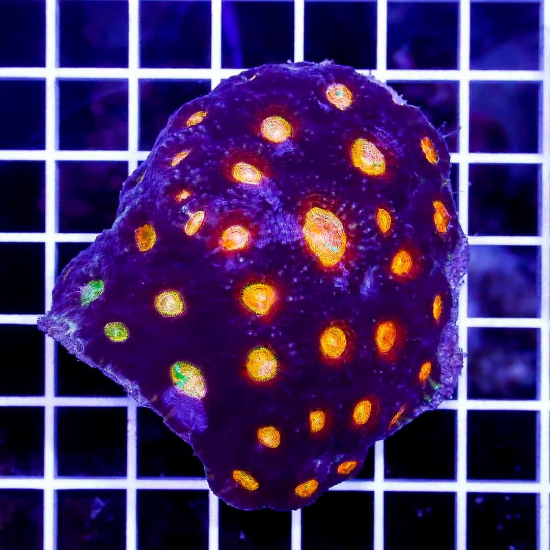 Ultra Aussie Acan Echinata UAAE040301 WYSIWYG