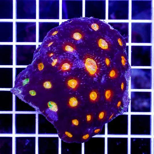 Ultra Aussie Acan Echinata UAAE040301 WYSIWYG
