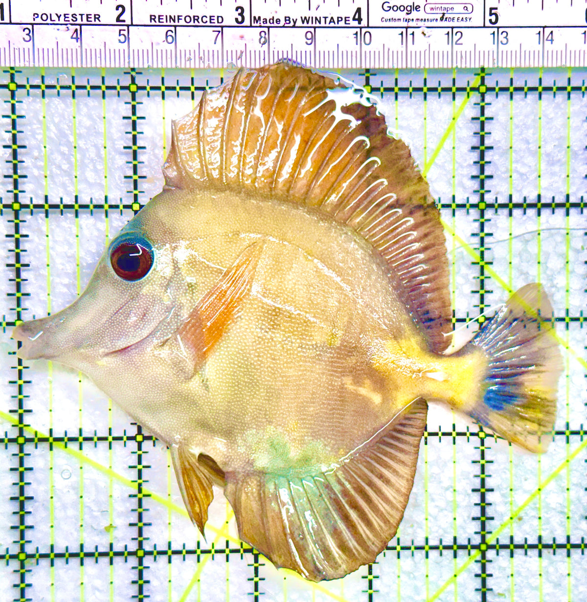 Calico Tricolor Scopas Tang CTST101801 WYSIWYG Size: ML 4.75" approx