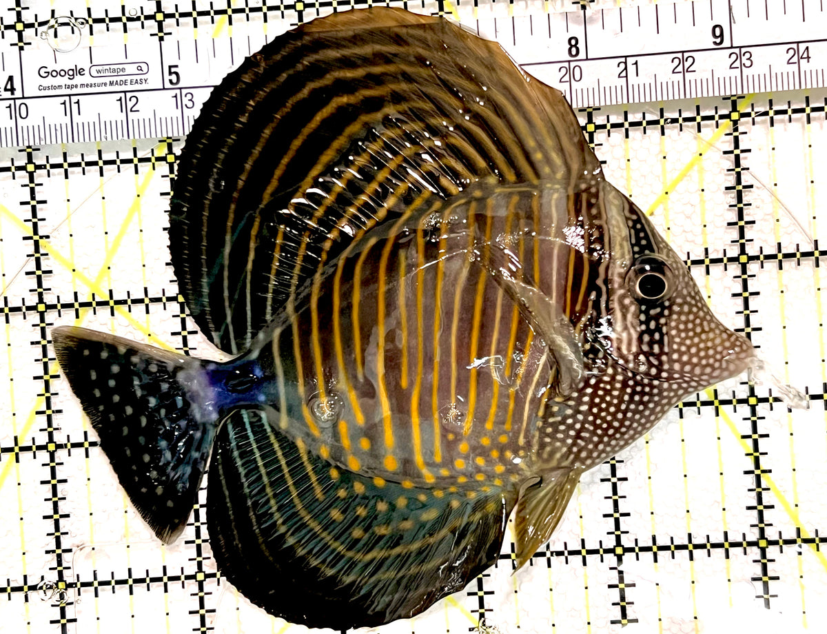 Desjardini Tang (Red Sea Sailfin Tang) DT100401 WYSIWYG Size: L 5" approx