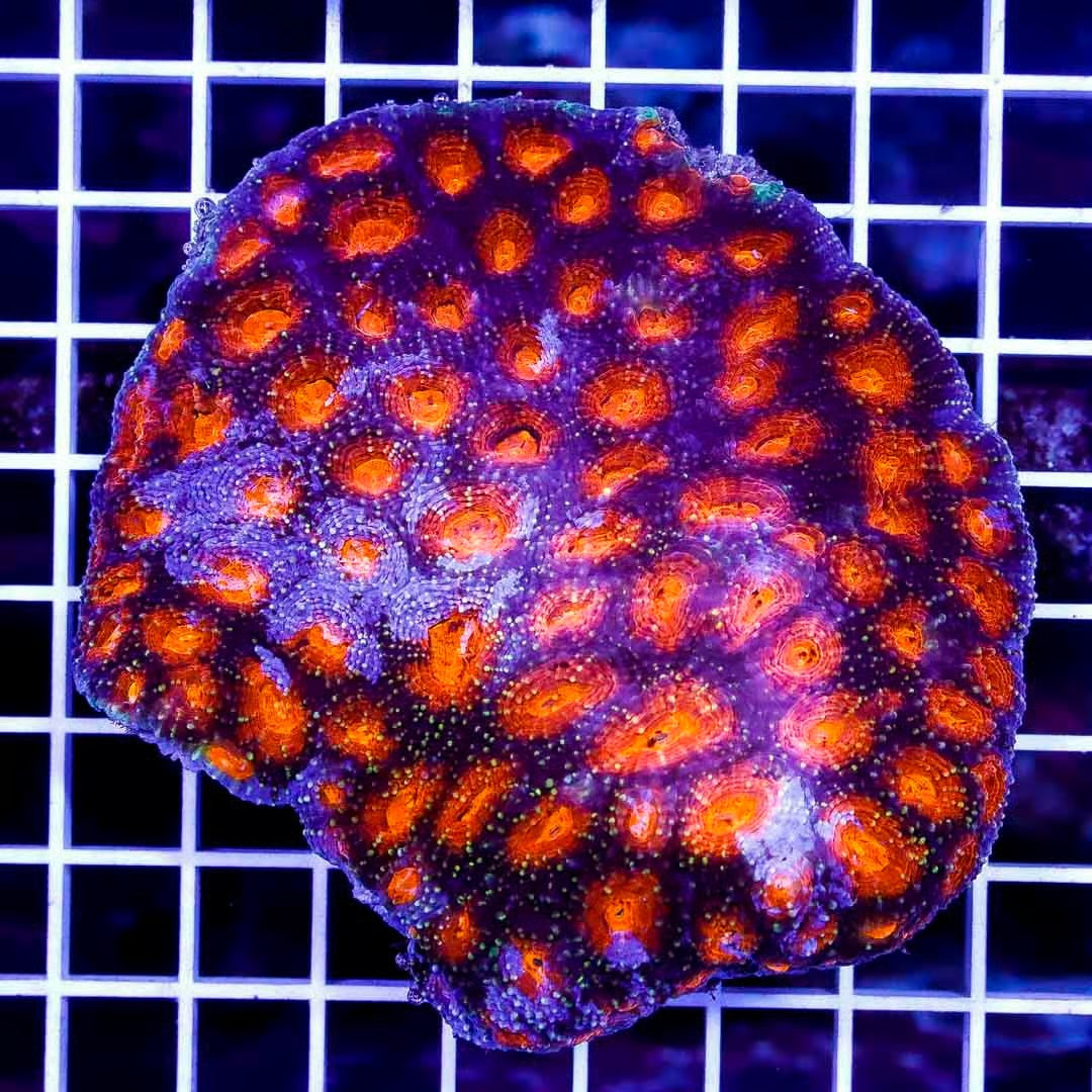Ultra Aussie Acan Echinata UAAE040302 WYSIWYG