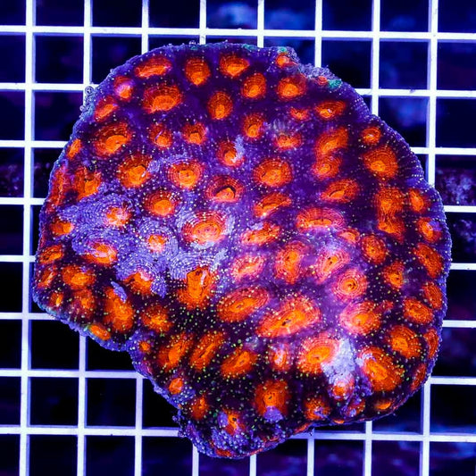 Ultra Aussie Acan Echinata UAAE040302 WYSIWYG