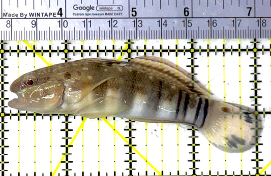 Sand Shifting Banded Sleeper Bullet Goby SBG111901 WYSIWYG Size: L 4"