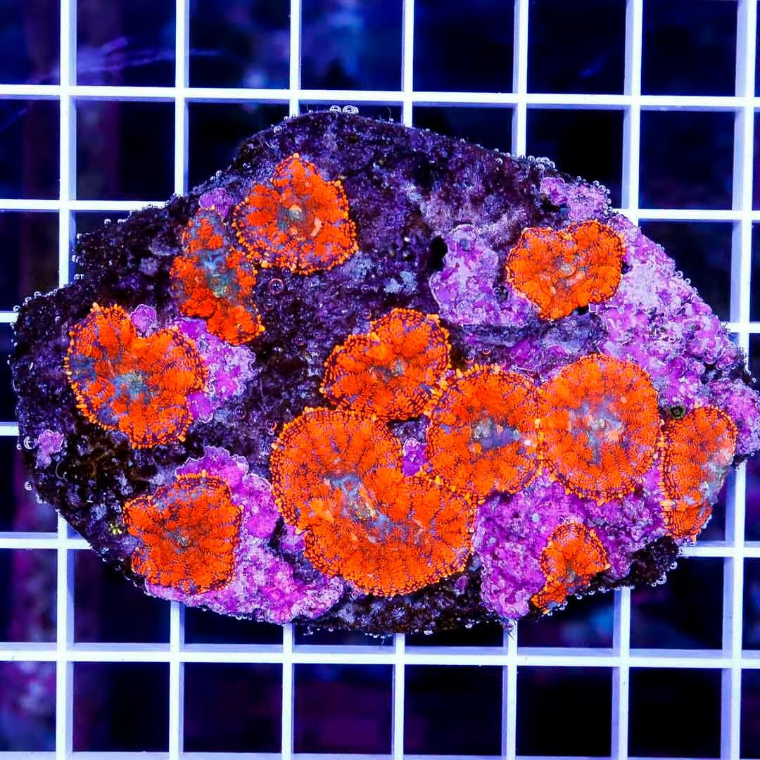 Ultra Bullseye Mushroom UBM040301 WYSIWYG