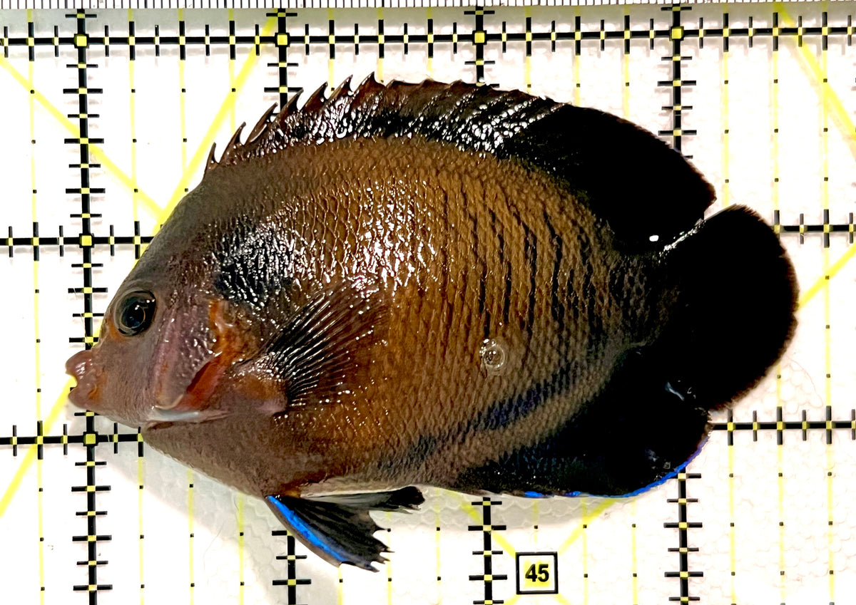 Blue Fin Angelfish BFA100401 WYSIWYG Size: L 3.5" approx (Maldives)