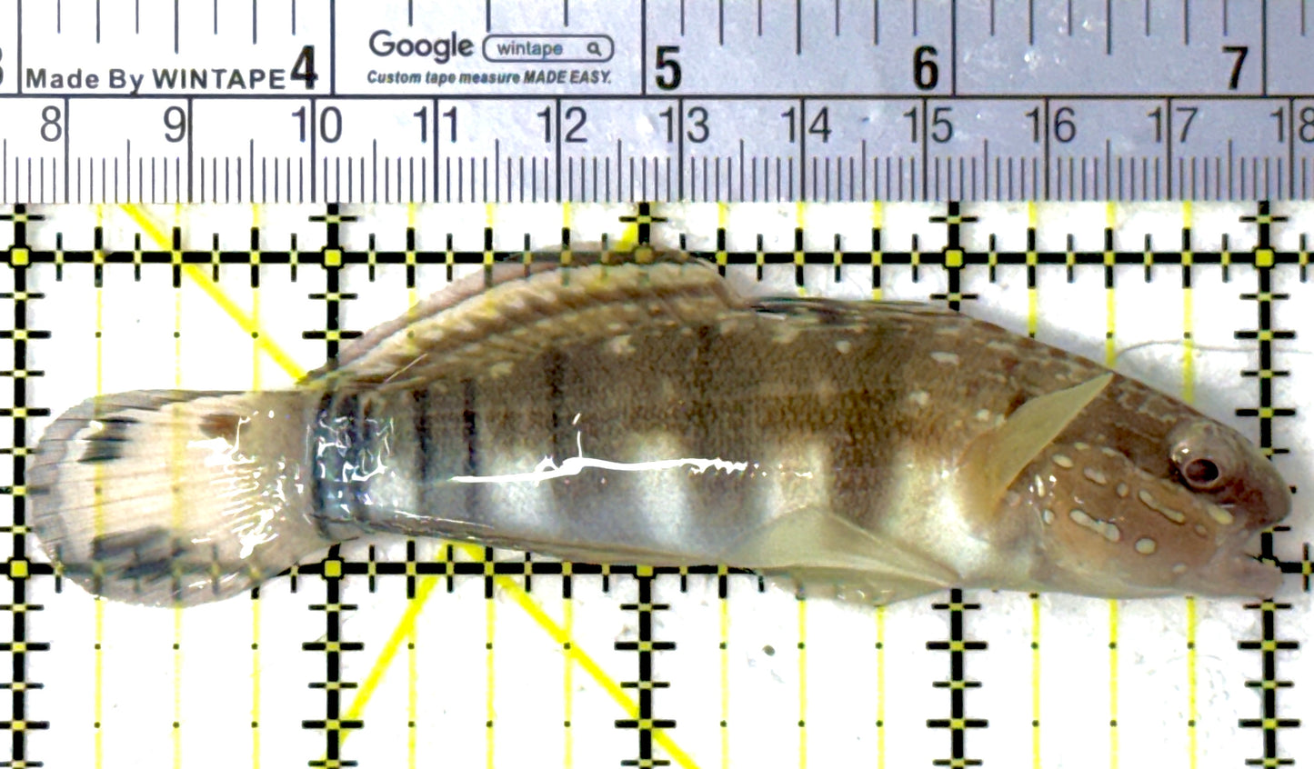 Sand Shifting Banded Sleeper Bullet Goby SBG111901 WYSIWYG Size: L 4"
