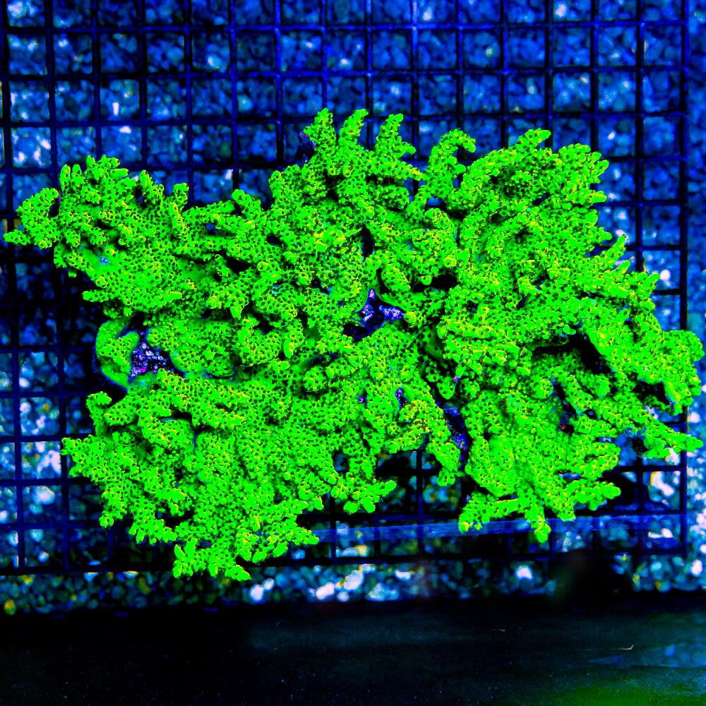 Toxic Shock Acropora  (Aquacultured) Size: M 0.75” to 1” Frag