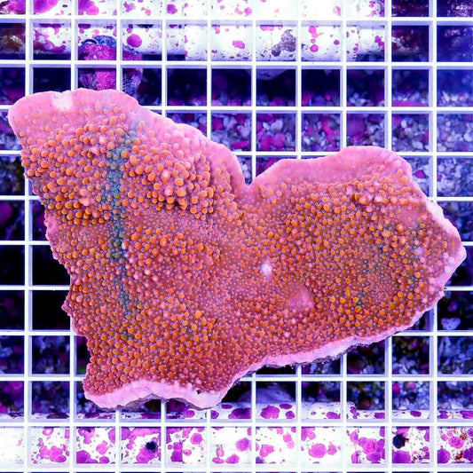 Ultra Hot Aussie Montipora UHAM040301 WYSIWYG