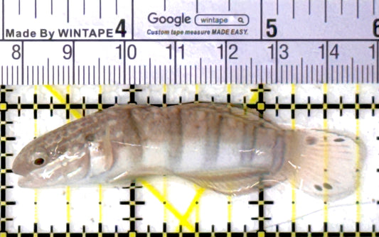 Sand Shifting Banded Sleeper Bullet Goby SBG111902 WYSIWYG Size: L 3.75"
