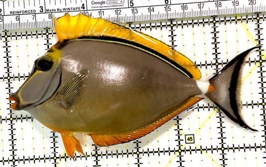 Blonde Naso Tang (Maldives Special Grade) BNT100405 WYSIWYG Size: ML 6" approx