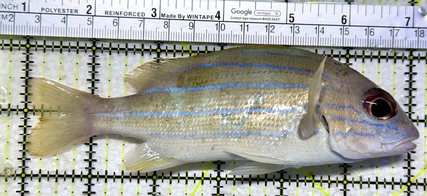 Blueline Snapper BS102301 WYSIWYG Size: XL 6"