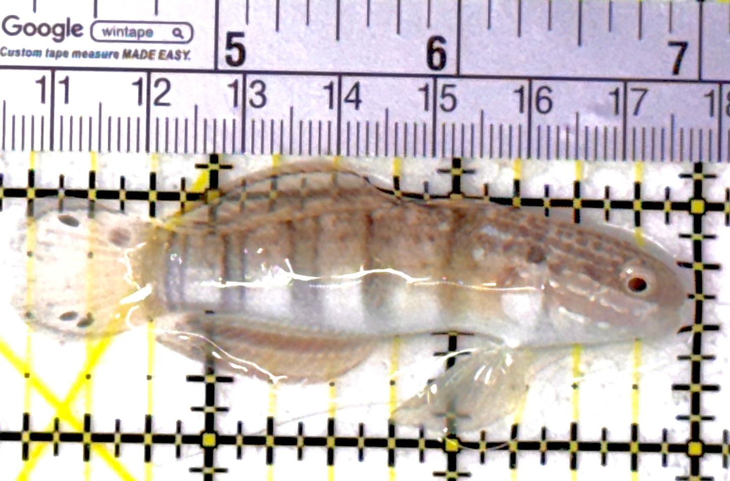 Sand Shifting Banded Sleeper Bullet Goby SBG111902 WYSIWYG Size: L 3.75"