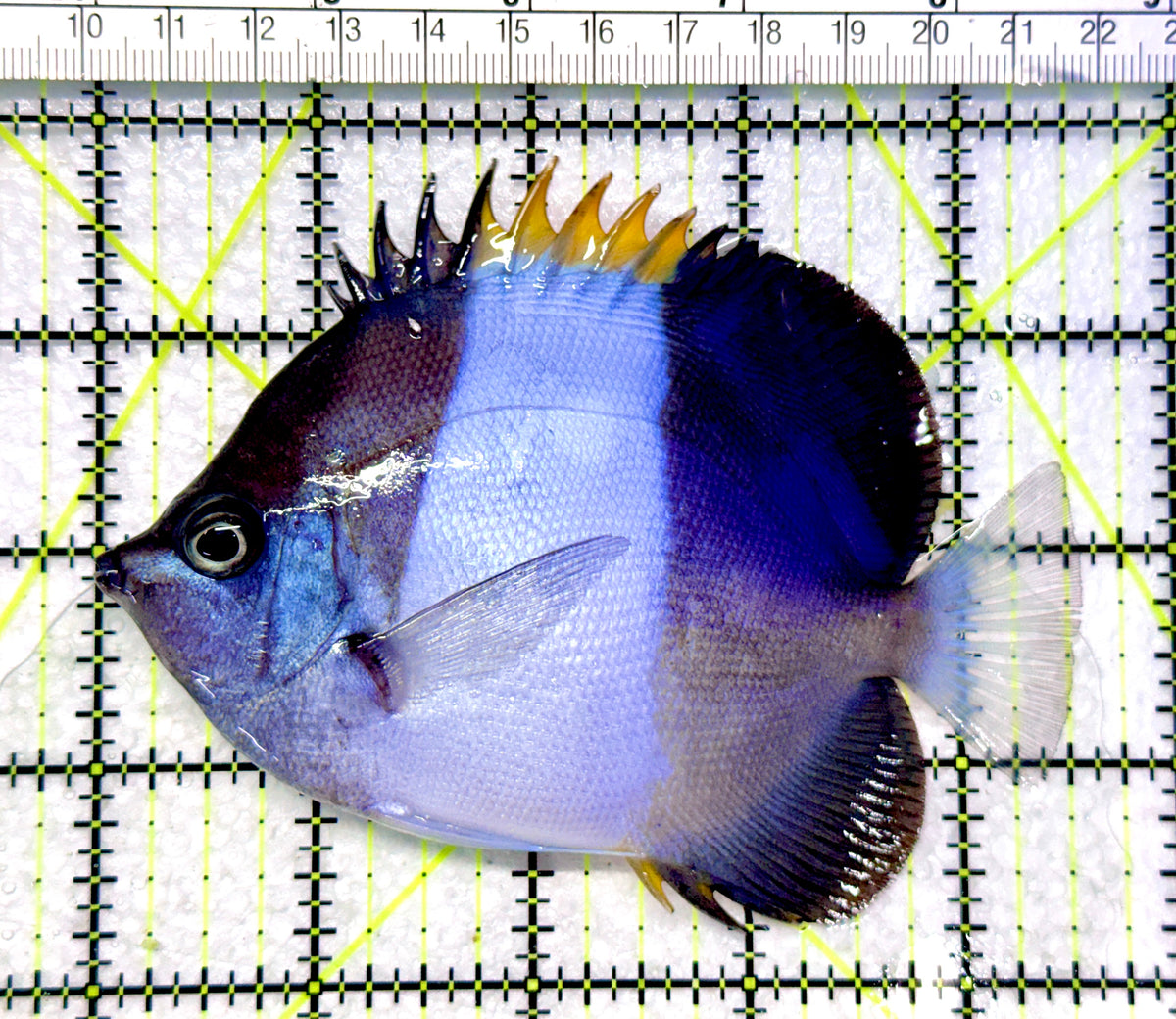 Blue Zoster Pyramid Butterflyfish (Reefsafe) BZPB101701 WYSIWYG Size : L 4.5" approx