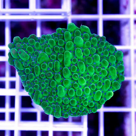 Neon Aussie Montipora NAM040301  WYSIWYG