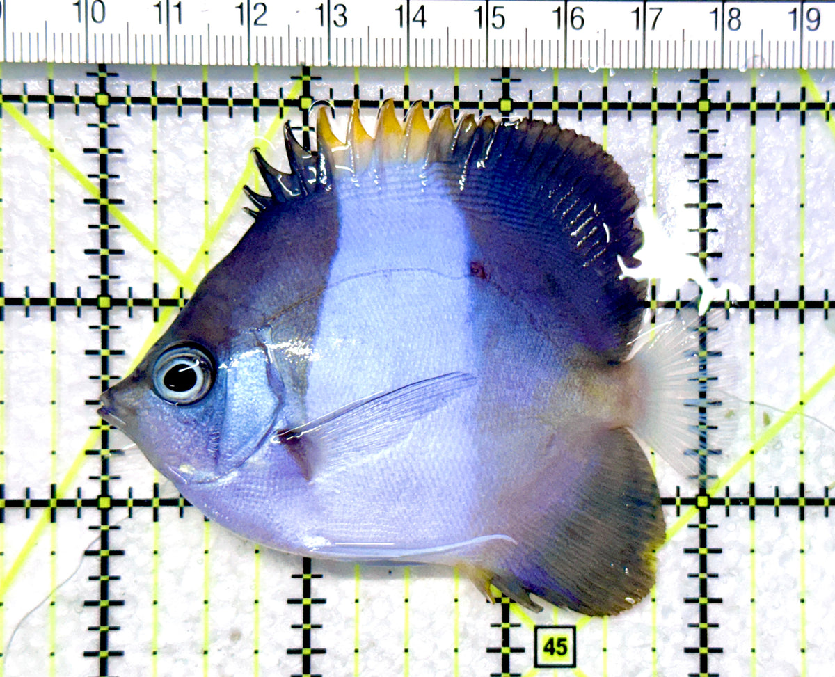 Blue Zoster Pyramid Butterflyfish (Reefsafe) BZPB101701 WYSIWYG Size : ML 3.25" approx