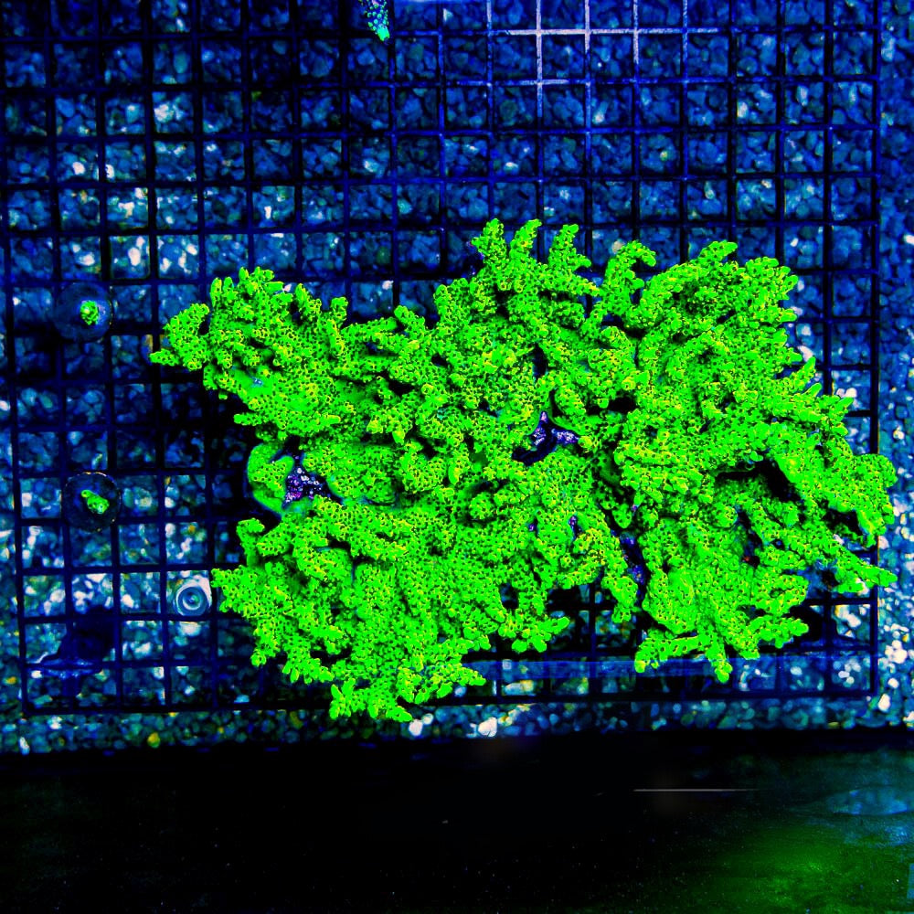 Toxic Shock Acropora  (Aquacultured) Size: M 0.75” to 1” Frag