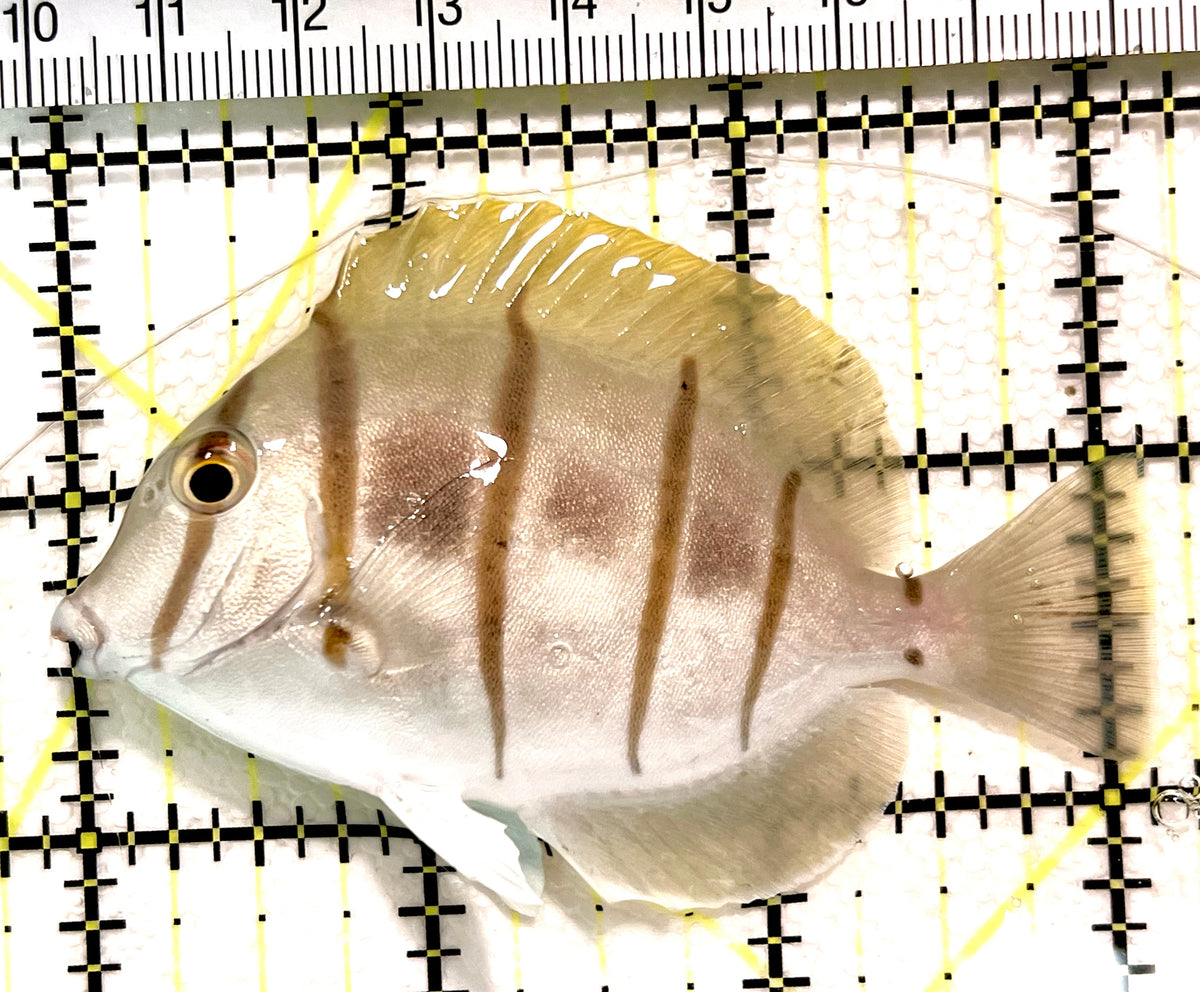 Convict Tang CT100401 WYSIWYG Size: XL 3.25" approx