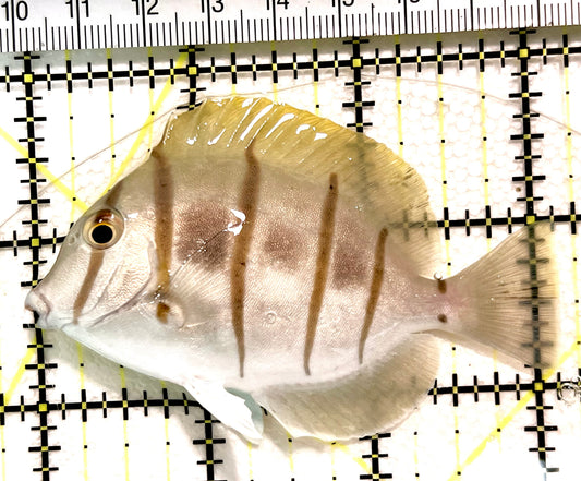 Convict Tang CT100401 WYSIWYG Size: XL 3.25" approx