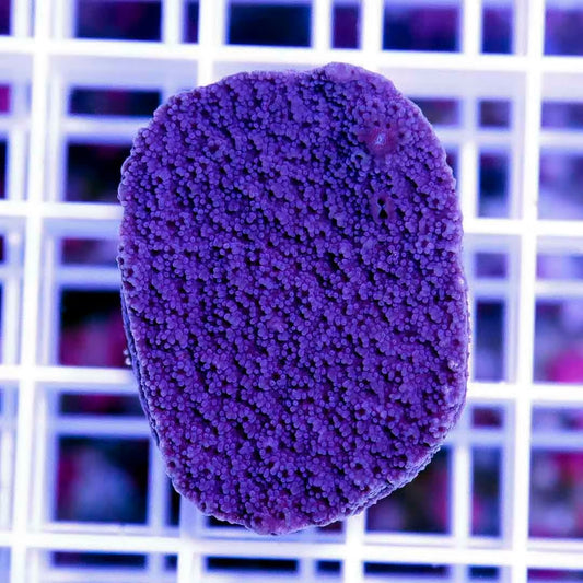 Ultra Aussie Purple Montipora UAPM040301 WYSIWYG