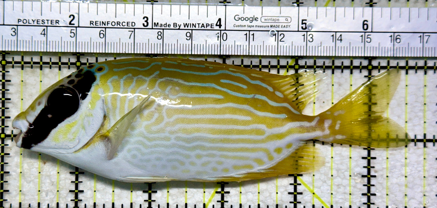 Blue Lined Rabbitfish BLR102301 WYSIWYG Size: L 5.25”