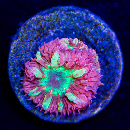 Aquaculture Supersonic Blastomussa Merletti Size: M 0.75” to 1” Frag
