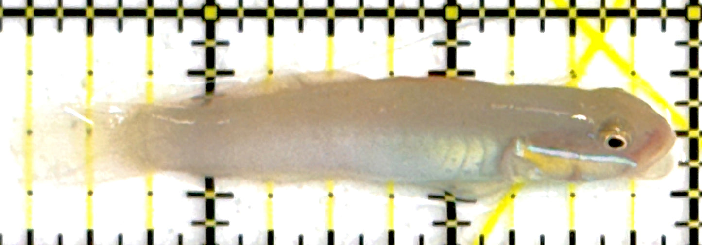 Golden Head Sleeper Goby GHSG111901 WYSIWYG Size: S 2.75"