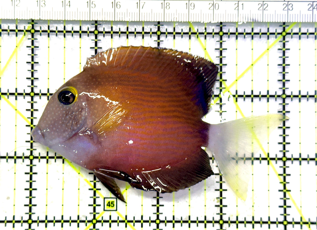White Tail Yellow Eye Kole Bristletooth Tang WTYEKBT101701 WYSIWYG Size: M 4" approx