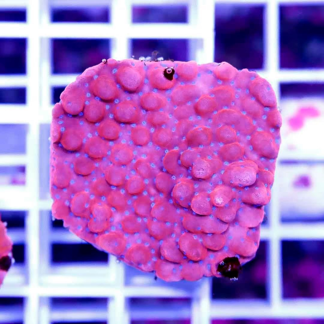 Ultra Aussie Montipora UAM040301 WYSIWYG