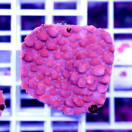 Ultra Aussie Montipora UAM040301 WYSIWYG