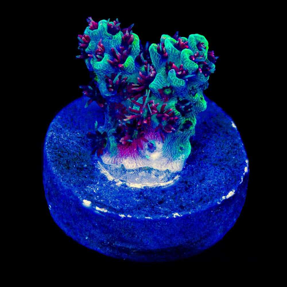 Black Cherry Acropora (Aquacultured) Size: M 0.75” to 1” Frag