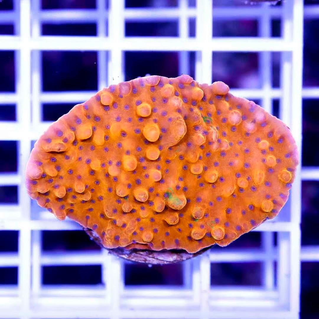 Ultra Aussie Montipora UAM040301 WYSIWYG