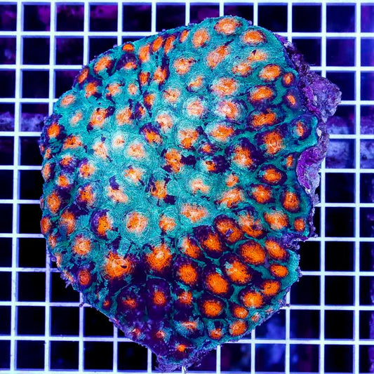 Ultra Hot Aussie Acan Echinata UHAAE040301 WYSIWYG