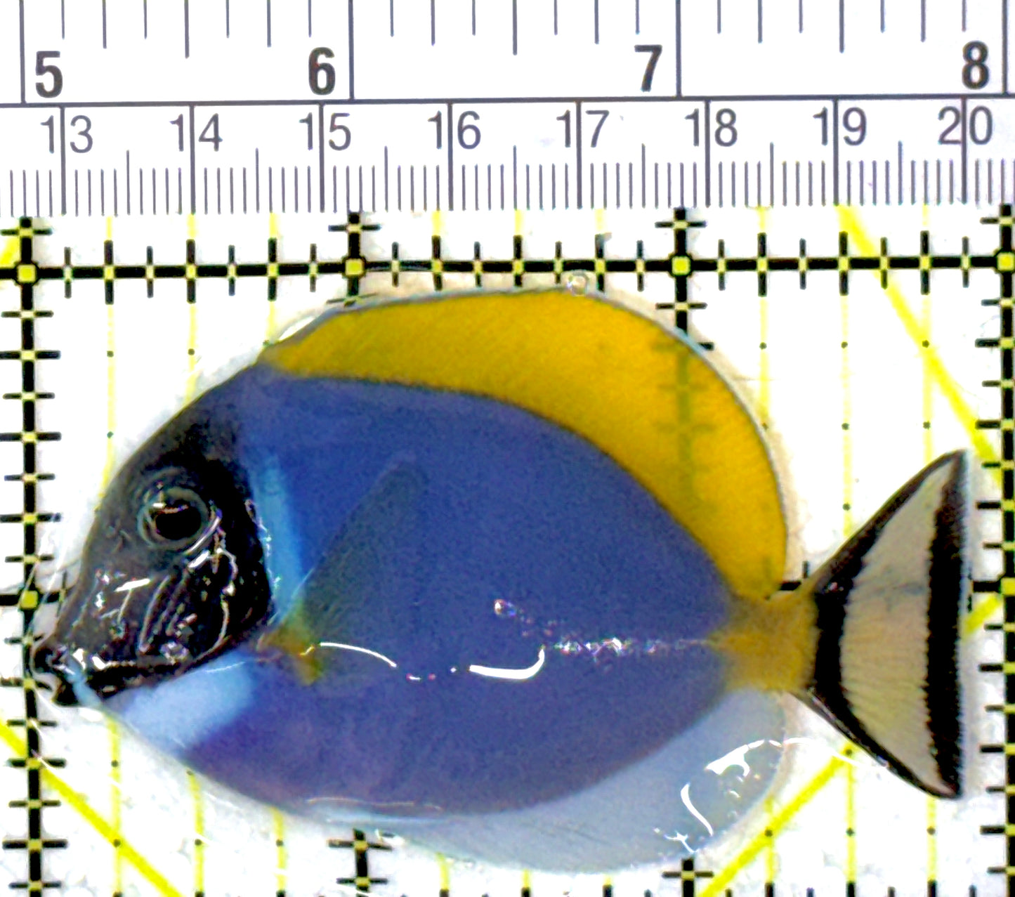 Powder Blue Tang PBT111902 WYSIWYG Size: S 3"