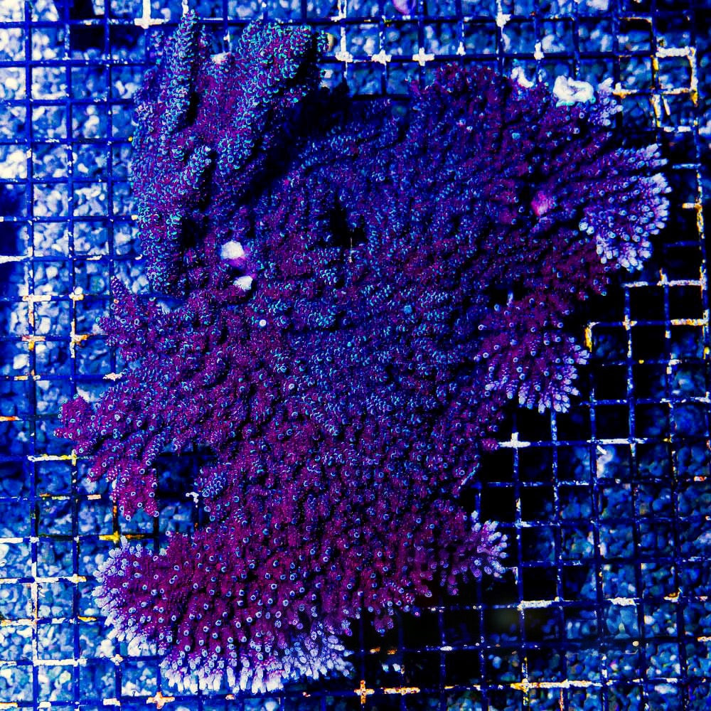 Black Cherry Acropora (Aquacultured) Size: M 0.75” to 1” Frag