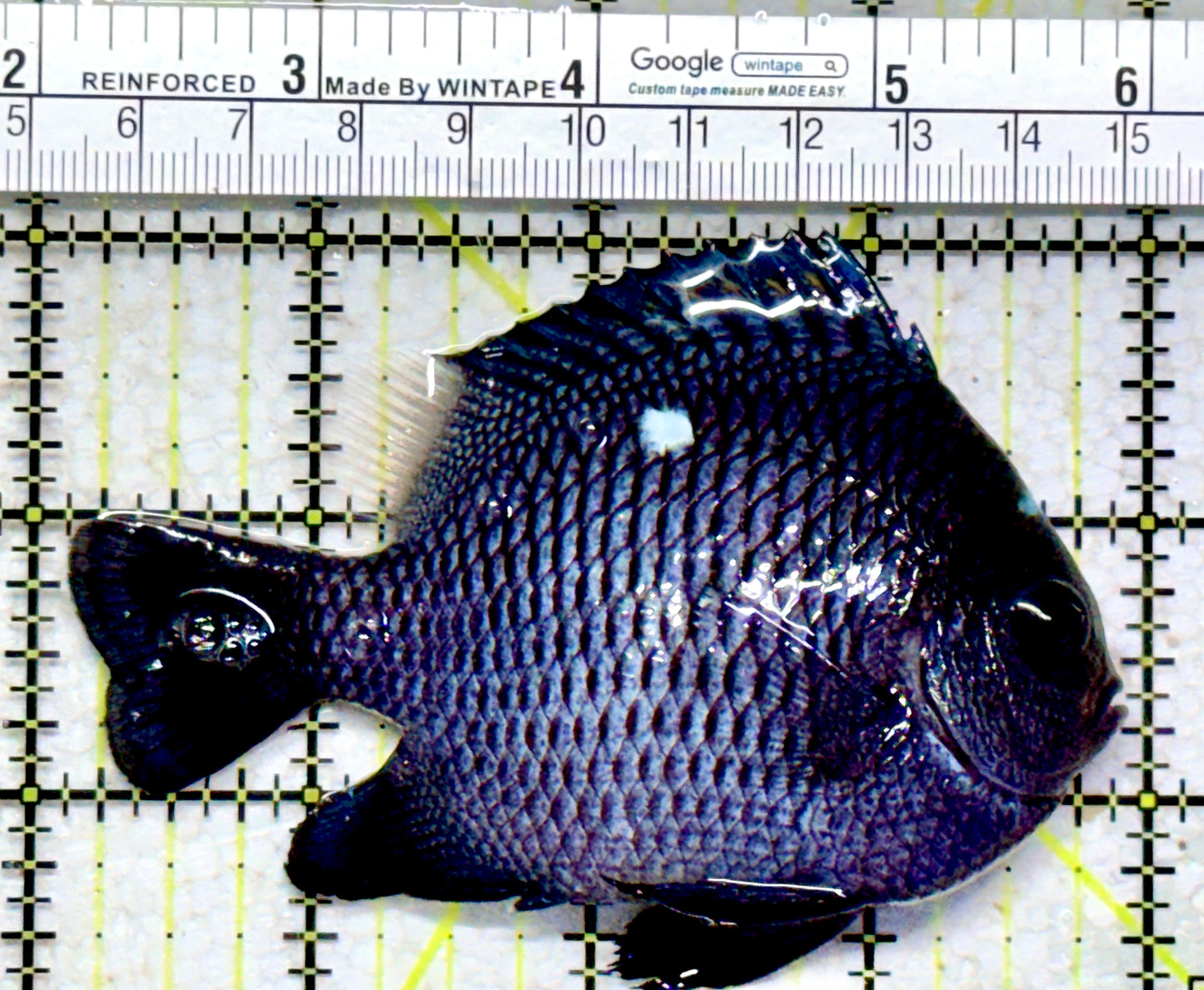 Domino Damselfish DD102301 WYSIWYG Size: XXL/SHOW 3.75"
