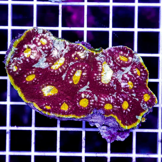 Ultra Hot Aussie Echinophyllia UHAE040301 WYSIWYG