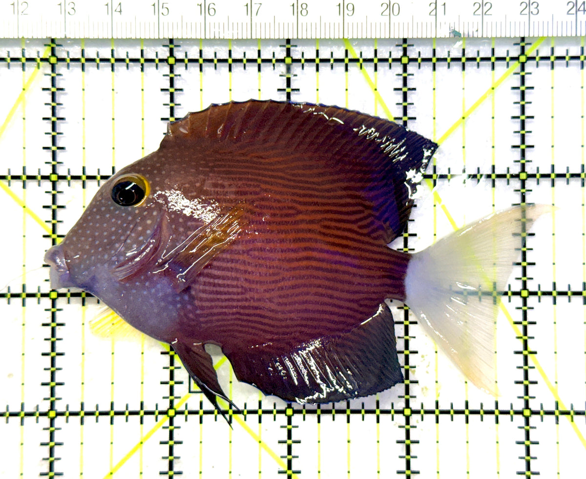 White Tail Yellow Eye Kole Bristletooth Tang WTYEKBT101702 WYSIWYG Size: ML 4.25" approx