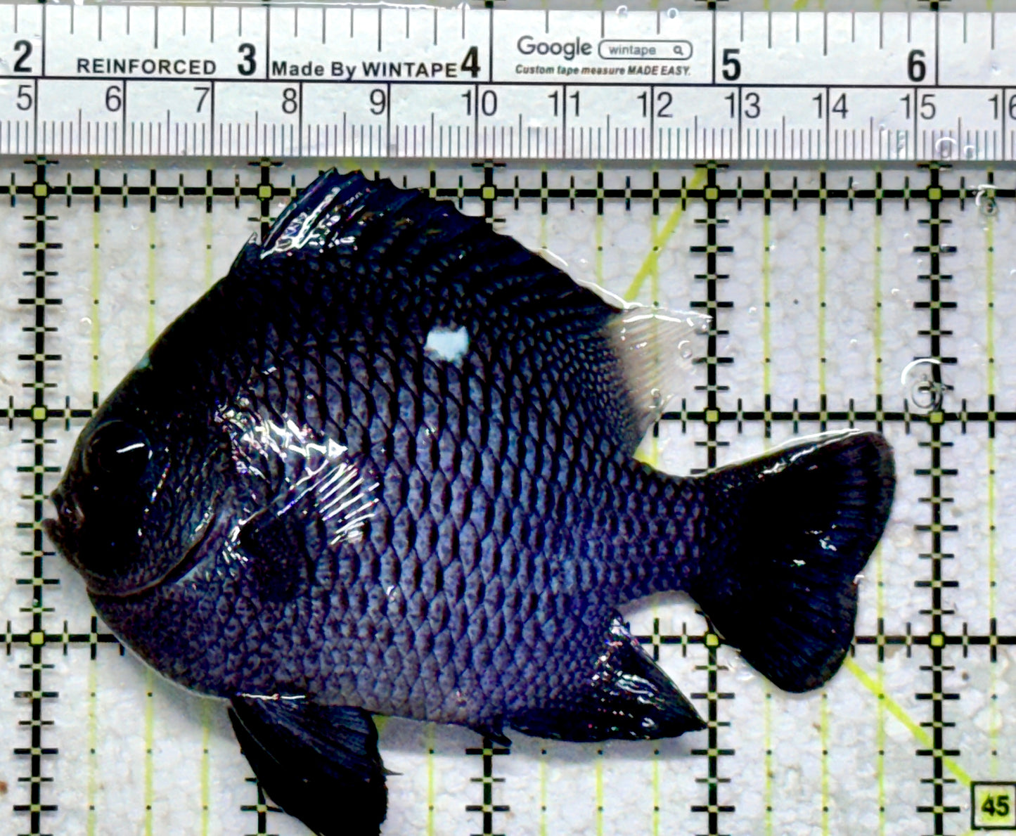 Domino Damselfish DD102301 WYSIWYG Size: XXL/SHOW 3.75"