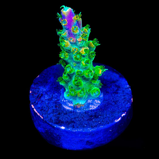 Peach Rings Acropora (Aquacultured) Size: M 0.75” to 1” Frag