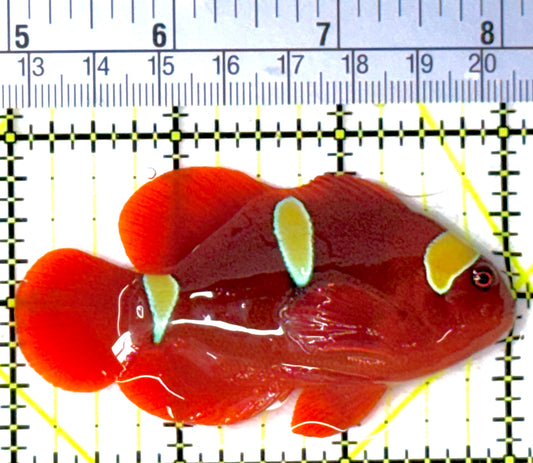 Gold Bar Maroon Clownfish Bali Grade A (Wild Caught) GMC111905 WYSIWYG Size: ML 3"