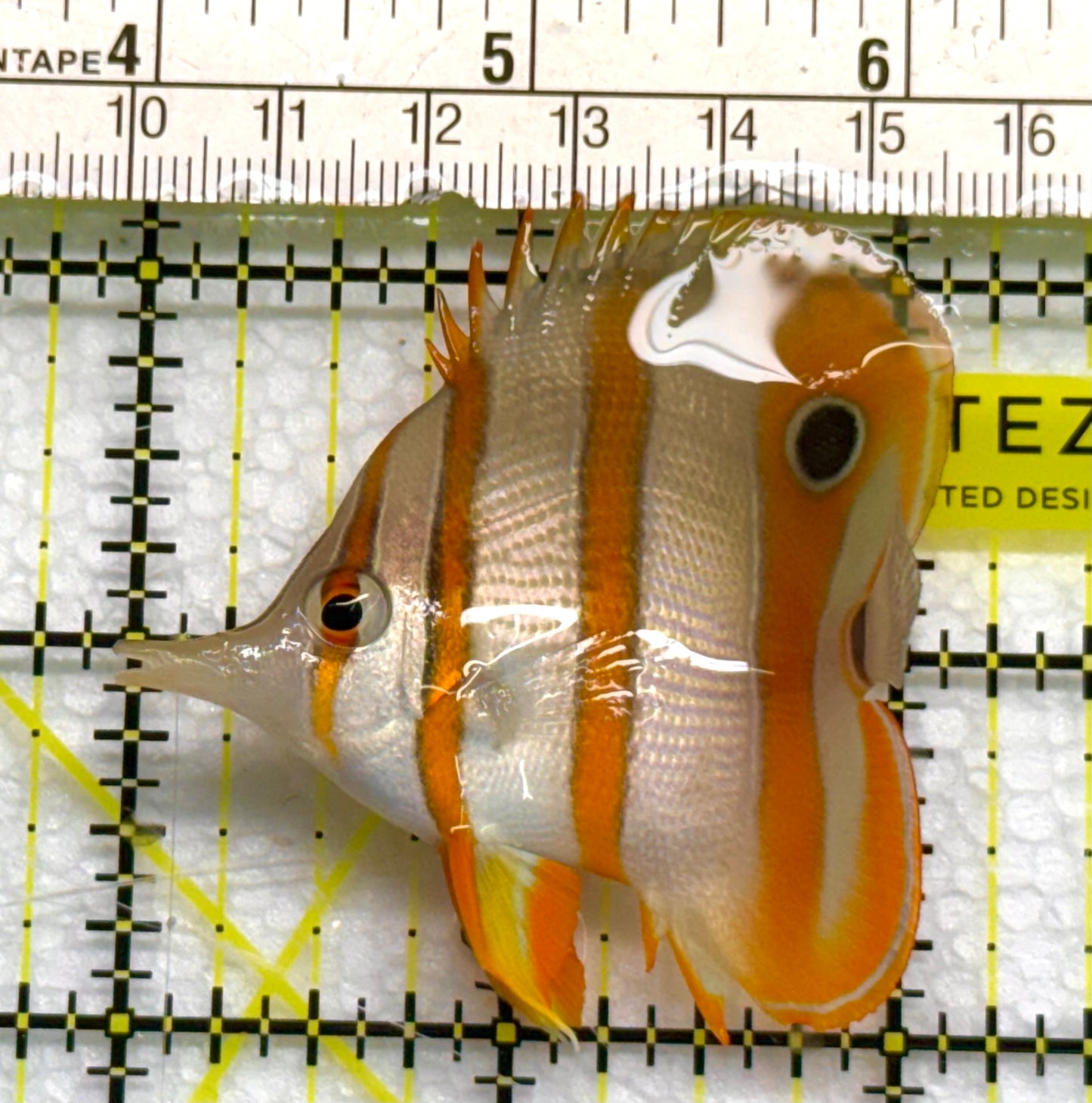 Copperband Butterflyfish CB041004 WYSIWYG Size: S 2.25" approx
