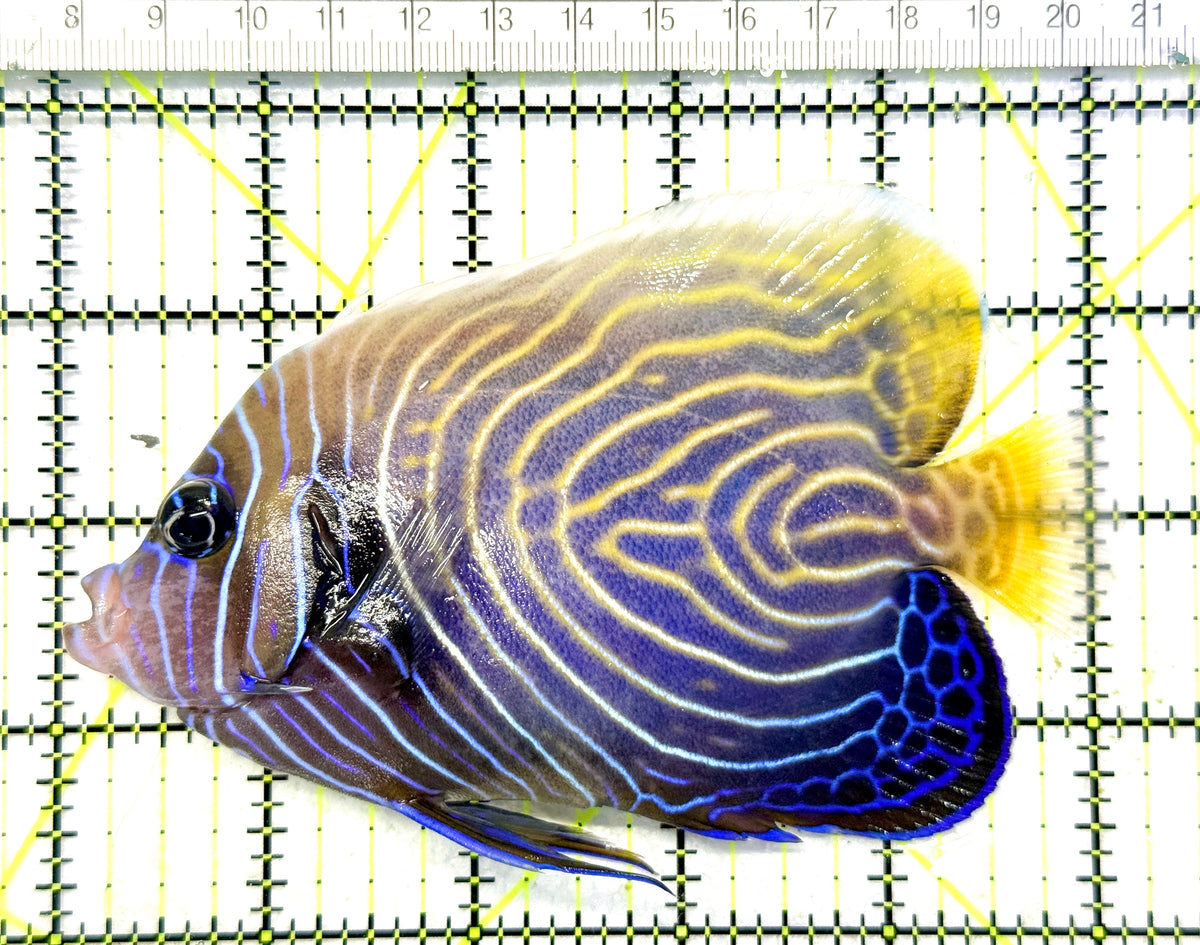 Emperor Angelfish Adult EAA101702 WYSIWYG Size: ML 5" approx