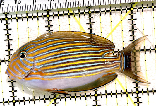 Clown Tang CT100401 WYSIWYG Size: M 3.5" approx